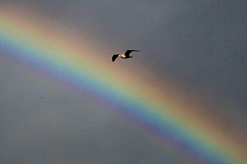 Regenbogen